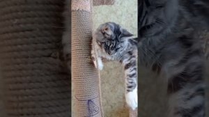 мейн кун котёнок 7 месяцев.