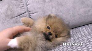 Щенкам шпица 70 дней – 10 недель. Новые клички щенков. Что в метрике. Щенячья карточка