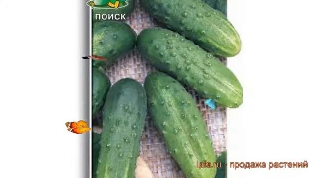 Огурец обыкновенный Солнечный (solnechnyy) ? Солнечный обзор: как сажать, семена огурца Солнечный