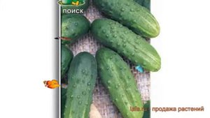 Огурец обыкновенный Солнечный (solnechnyy) ? Солнечный обзор: как сажать, семена огурца Солнечный