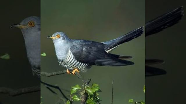 К. Сен- Санс " Кукушка" смотреть онлайн