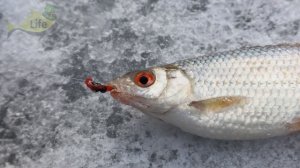 На что лучше ловится плота зимой +секреты ловли! Лучшие наживки и тактика ловли плотвы зимой!