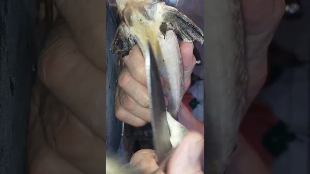 Чистим стерлядь. Вспоминаем как это делать.