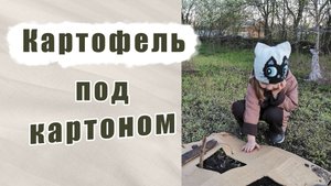 Посадка картофеля под картон. Эксперимент.