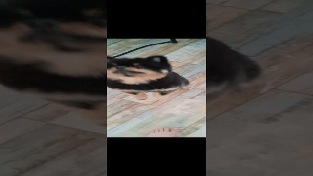 Песик смотреть онлайн