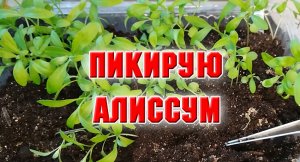 27 февраля. КАК Я ПИКИРУЮ АЛИССУМ.mp4