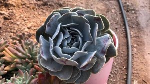 5 SUCULENTAS RARAS de FÁCIL CULTIVO: entre elas Echeveria Madiba, Laguna Sanchez e muito mais.