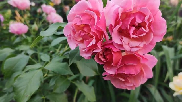 Розы Ханзештадт росток , Жан Кокто и Блю фо ю . Rosa Hansestadt Rostock смотреть онлайн