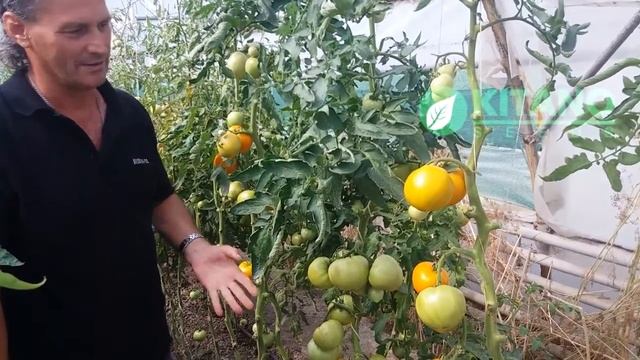 ТОМАТ ИНДЕТЕРМИНАНТНЫЙ ЯМАМОТО F1( KS 10 F1 ) смотреть онлайн