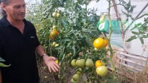 ТОМАТ ИНДЕТЕРМИНАНТНЫЙ ЯМАМОТО F1( KS 10 F1 )