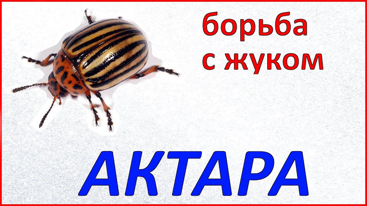 Борьба с колорадским жуком. АКТАРА.
