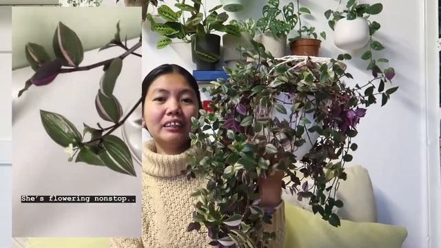 TRADESCANTIA ZEBRINA & FLUMINENSIS TRICOLOR PLANT JOURNAL + CARE TIPS | Myra Murison смотреть онлайн