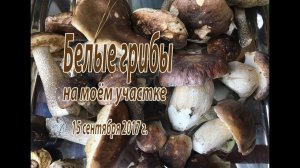 Белые грибы на моём участке. 15 сентября 2017 г.