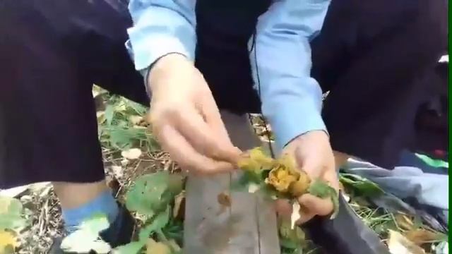 Как быстро приготовить суши 2 смотреть онлайн