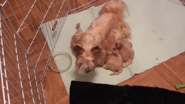 Золотой йорк щенки. Golddust york puppy. " Мама на десерт" смотреть онлайн