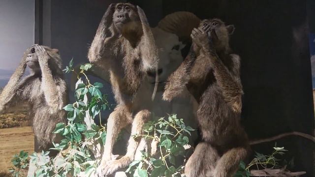 Выставка "В мире животных" в Веер-молле смотреть онлайн