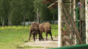 Последние дикие быки Европы: как мы съездили в гости к зубру Муугле