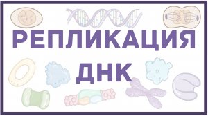 Репликация ДНК