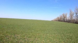 Озимая пшеница после заморозков -6 градусов. Посев РУМОМ под дисковку.