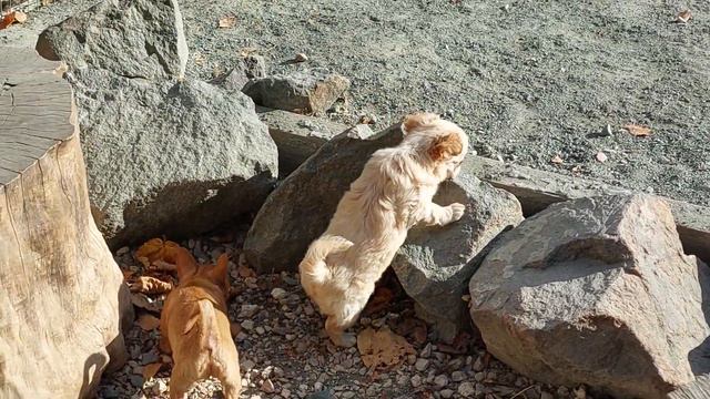 Аврора и Агния Филипповны гуляют первый раз на улице питомник Кастропуло Крым в продаже 89787458062