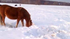 Башкирские лошади на тебеневке