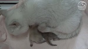 Котята: от рождения до первого месяца // Часть 1. Первые 10 дней жизни котят.