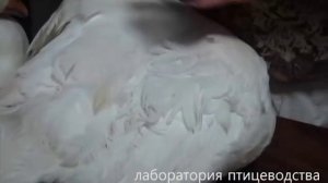 Определение пола у гусей