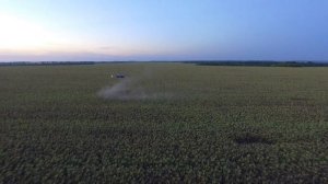 Десикация подсолнечника