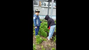 Посадка деревьев в МАДОУ № 244 Красноярск