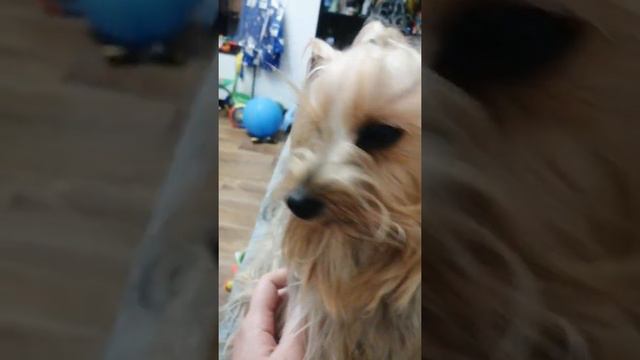 Обстановка по кайфу🔥#йорк #йоркширскийтерьер #тотошка #собака #песик #покайфу смотреть онлайн