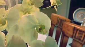 #GVOS2020 Phalaenopsis Star Green Beauty M251