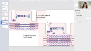 Нормальная физиология | Мышечное сокращение