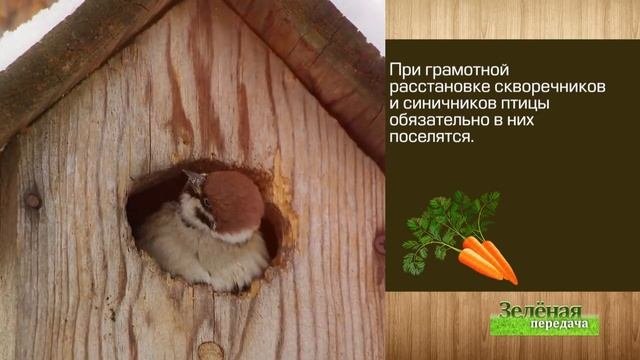 Размещаем скворечники в саду