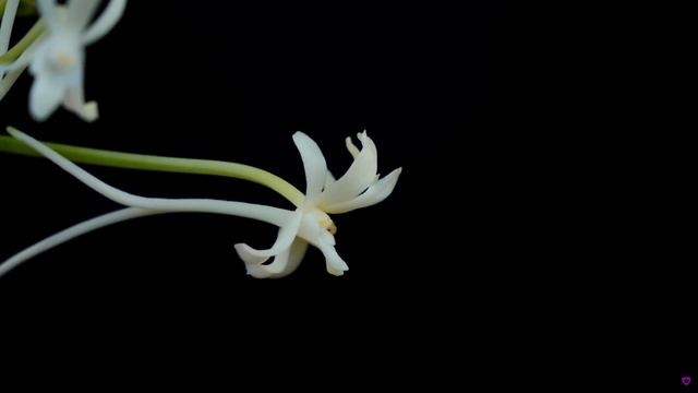 5 awesome Mini Orchids you should know about! смотреть онлайн