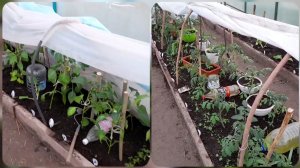 Работы в теплицах и огороде в середине мая. Высадила перец и томаты.