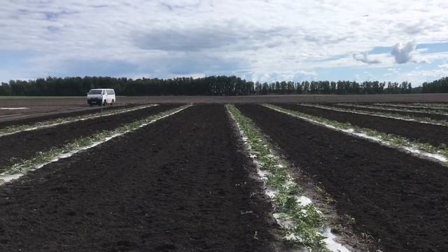 Выращивание арбузов на Алтае смотреть онлайн