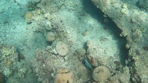 Рыба Ангел на пастбище