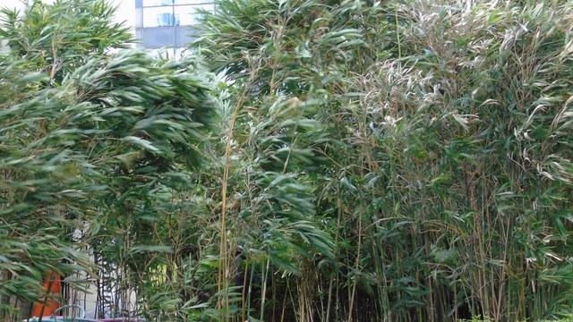 My Slide show of pictures taken from SONY H400 смотреть онлайн