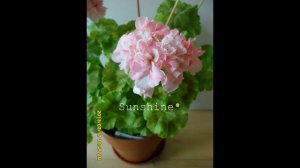 Pelargonium  Jeanie Hunt 2