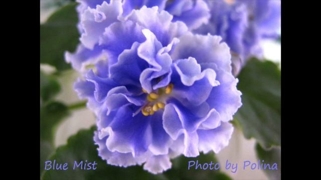 МОИ ЦВЕТУЩИЕ ФИАЛКИ российские и украинские сорта - фото с названиями. 7-я серия. смотреть онлайн