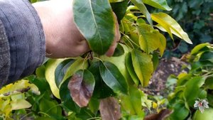 Урожай Карликовых груш