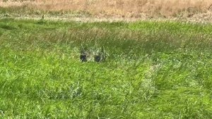 Автоматическая тележка "Скорпион-М" для доставки различных грузов в опасных для человека местах