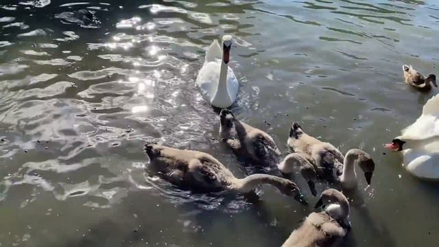 ДАЖЕ НЕ БОЯЛАСЬ, ЧТО СПОЙМАЮТ, НО ВСЁ РАВНО ПРОКОЛОЛАСЬ. Интересный поучительный рассказ и истории.