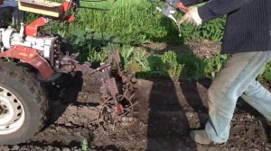 Рыхление картофеля ежами, мотоблок Угра, 2020