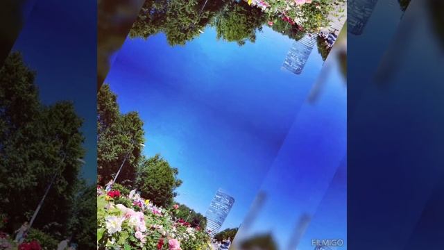 прекрасные розы в парке 300-летия СПб смотреть онлайн