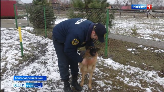 В Белгородской области выбрали лучшего кинолога