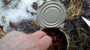 Сажаю корейский кедр из орешка