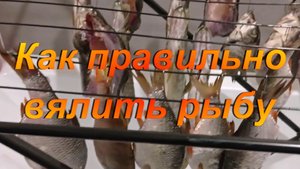 Как правильно вялить рыбу.