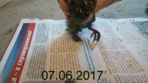 Недостаток кальция у голубей