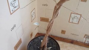 фикус бенджамина